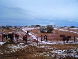 Horses back riding, Tucson, AZ