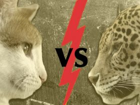 House Cat versus Leopard