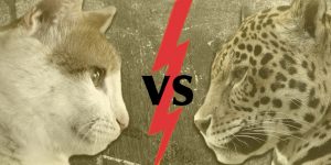 House Cat versus Leopard