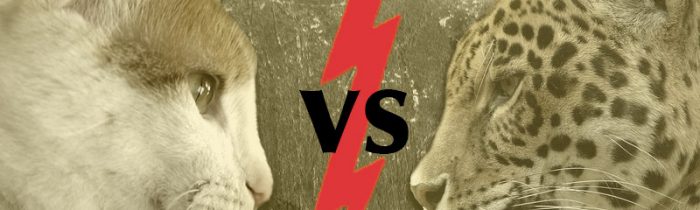 House Cat versus Leopard